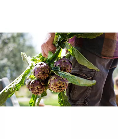 Latium and its popular gastronomic tradition, an eternal discovery