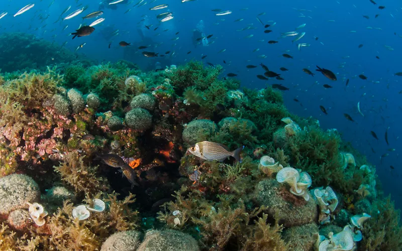 the tremiti islands dive