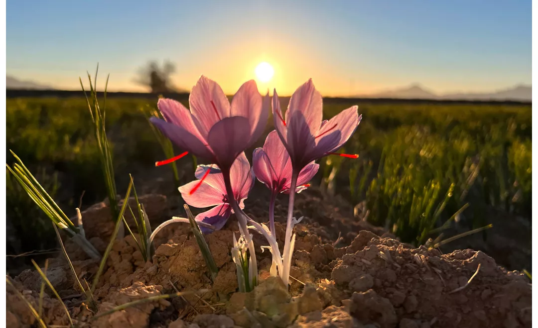 fiori di zafferano