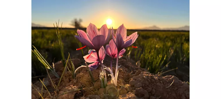 saffron flowers
