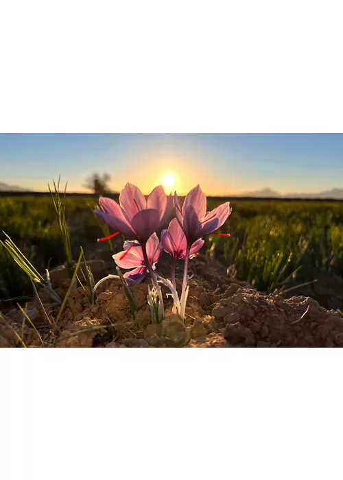 saffron flowers