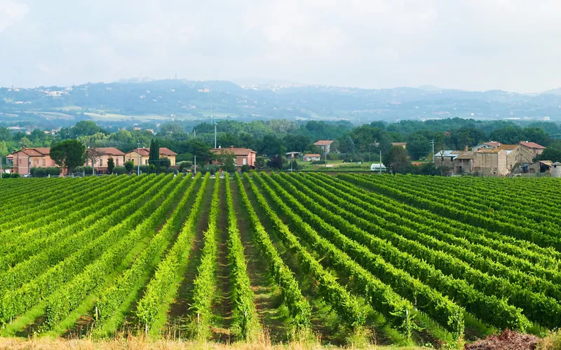 macerata grimaldi estate