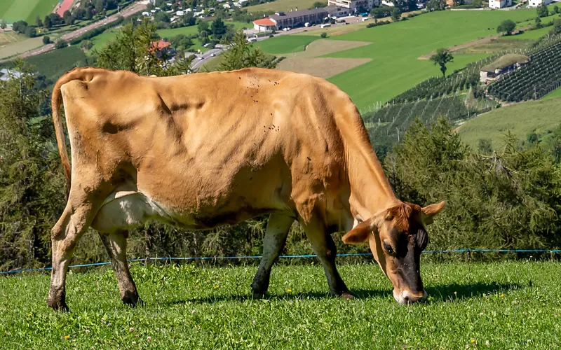 Alpine pastures in Vinschgau: an oasis of peace