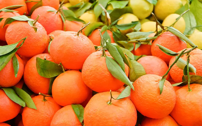 Die spätreifende Mandarine von Ciaculli, eine Zitrusfrucht für alle Jahreszeiten