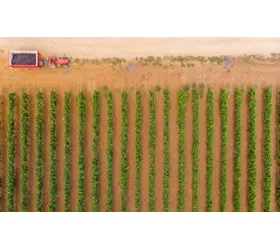 De Tarente à Manduria : la ville, la côte ionienne et la patrie du vin Primitivo