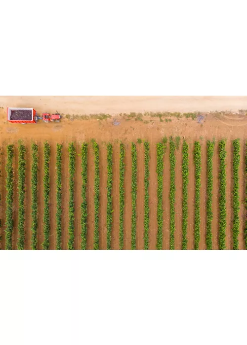 De Tarente à Manduria : la ville, la côte ionienne et la patrie du vin Primitivo