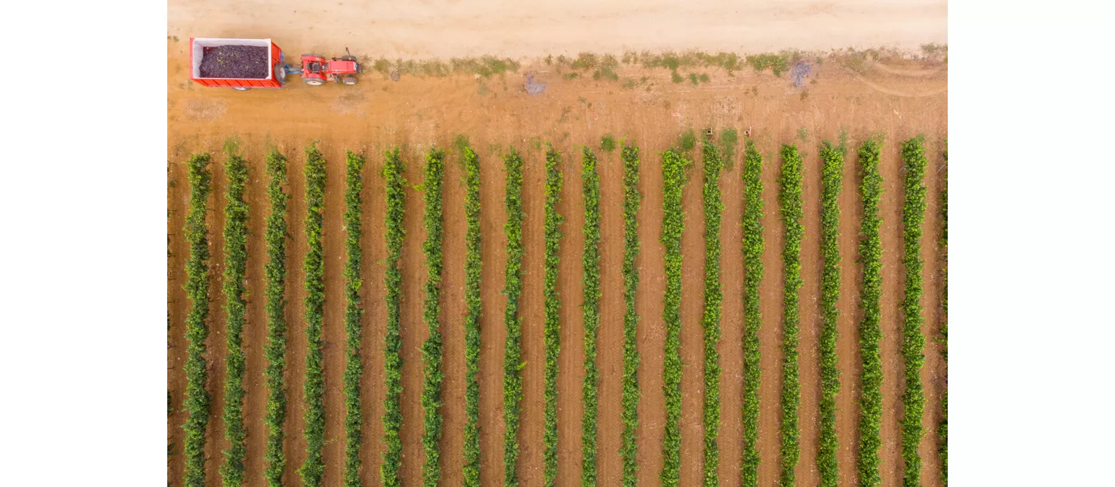 Da Taranto a Manduria: la città, la costa ionica e la patria del vino Primitivo