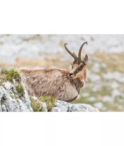 Mountains, lakes, beeches and chamois in Marsica: the Abruzzo Park