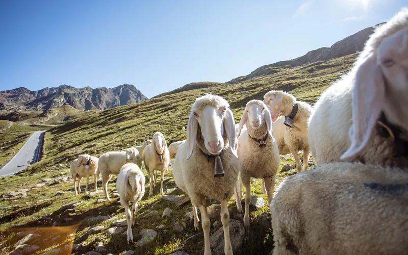 organic raw materials in south tyrol