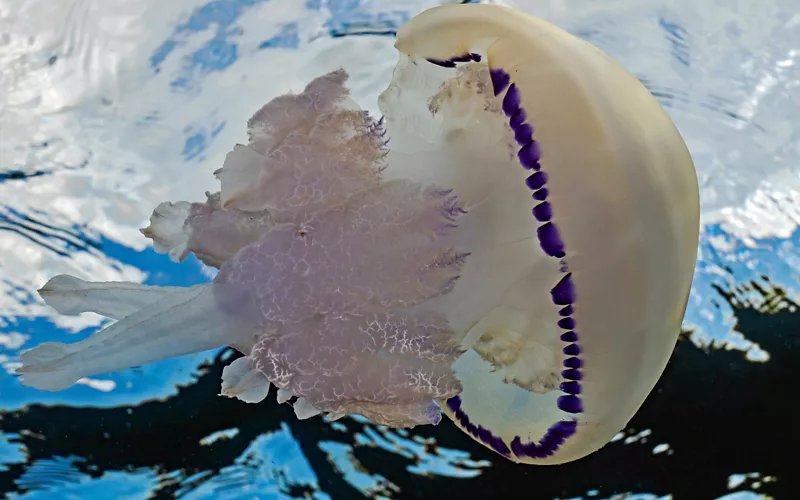Jellyfish, sea turtles and... plastic
