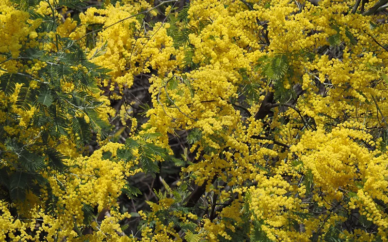 The mimosa, symbol of Women's Day
