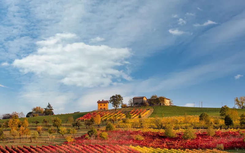 vineyard of lambrusco