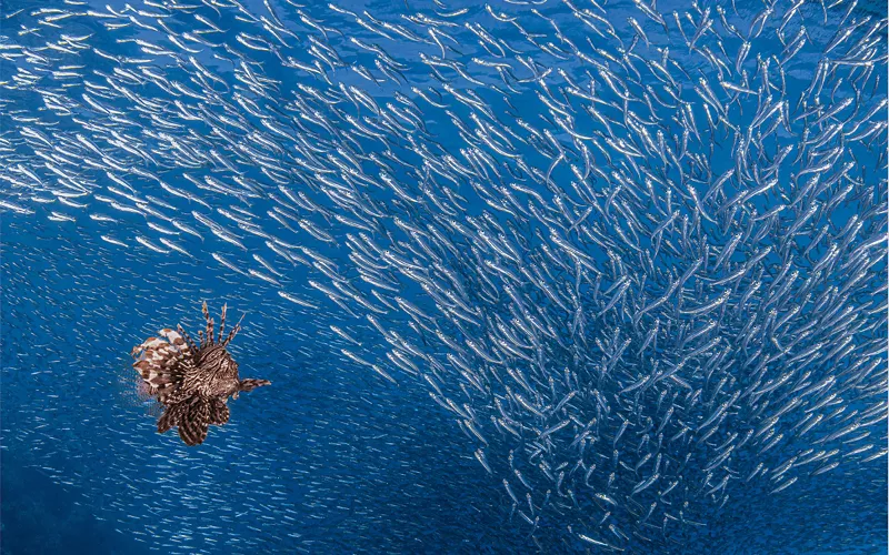 „Selvatica, Arte e natura in Festival“ (Wildnis, Kunst und Natur im Festival), Biella