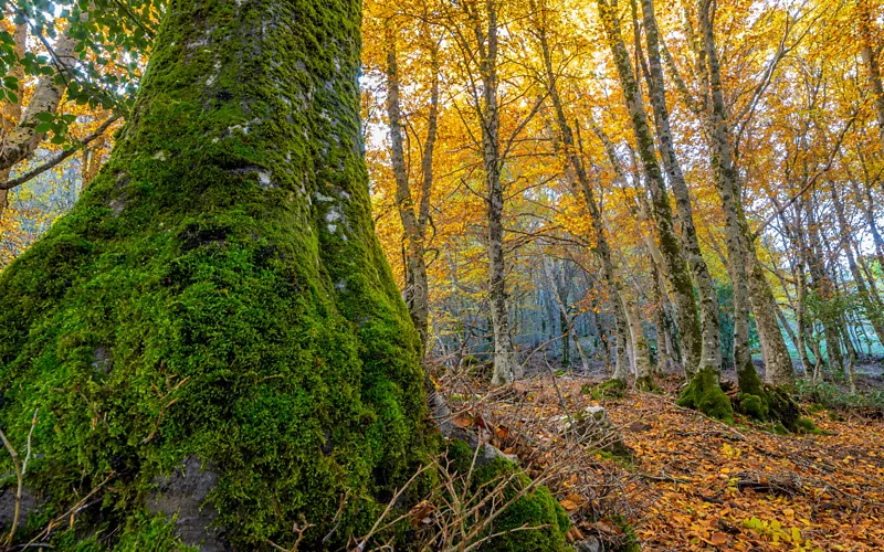 nature around castelbuono