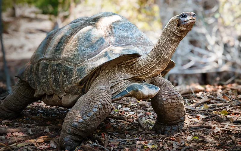 O oásis de Aldabra