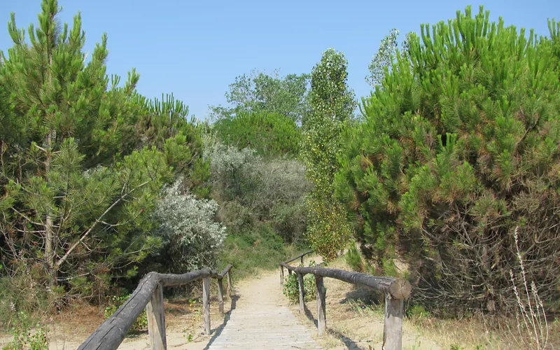 oasi dune alberoni