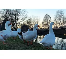 Der „Sentiero delle Ochette“: Spaziergang am Po im Piemont