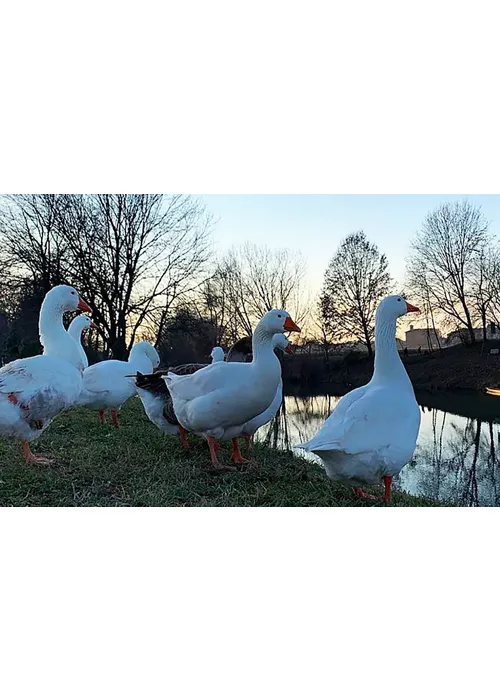 Der „Sentiero delle Ochette“: Spaziergang am Po im Piemont
