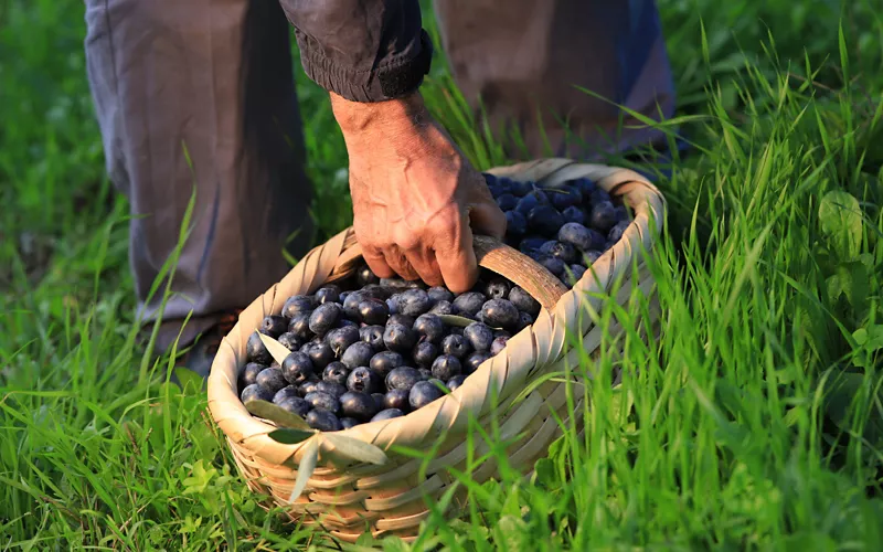 molinos de aceite cómicos umbria