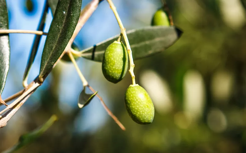 L'unione di diverse cultivar