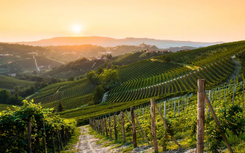 White wines of Piedmont