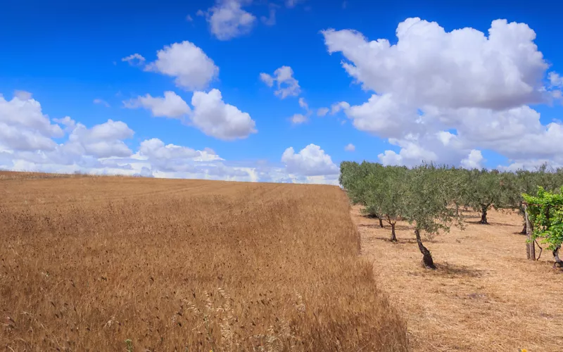 Le origini dell’olivicoltura in Basilicata