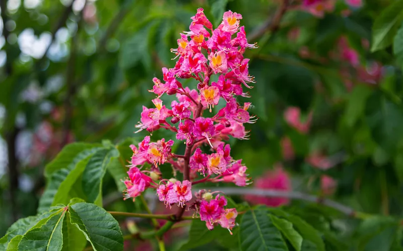 botanical garden of pavia