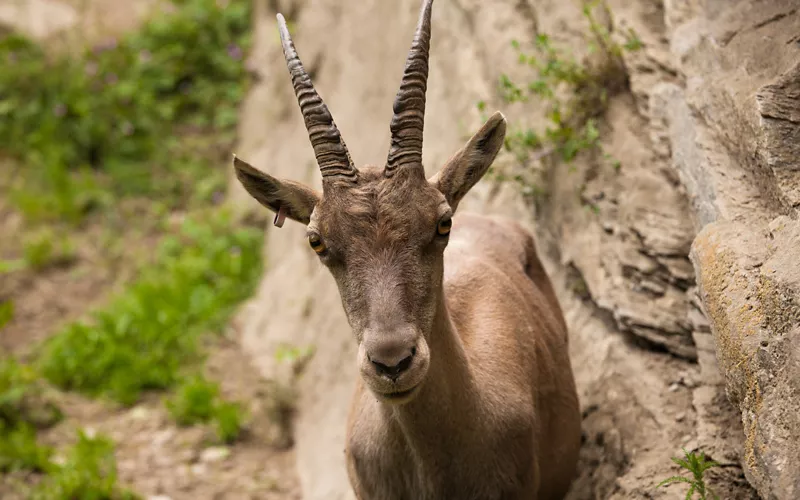 Cabra montés en el Parc Animalier d'Introd, Valle de Aosta