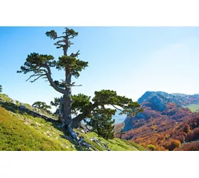 Nationalpark Pollino: Beispiellose Natur, Adrenalin und historische Dörfer