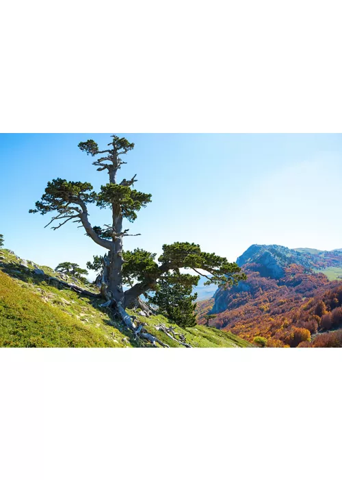Nationalpark Pollino: Beispiellose Natur, Adrenalin und historische Dörfer