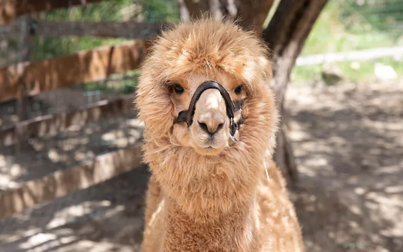 alpaca walk basilicata