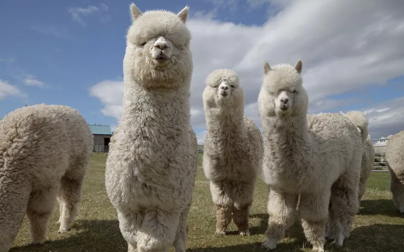 passeggiata alpaca lazio