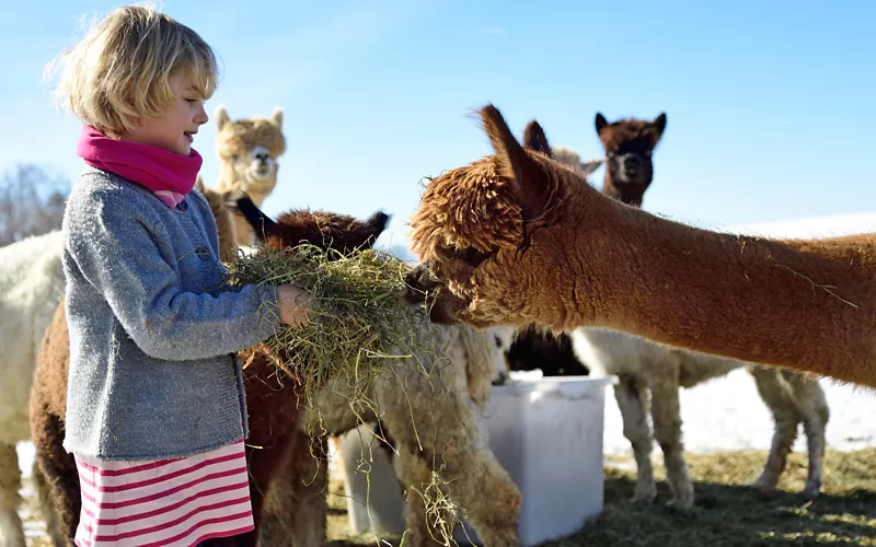 alpaca walk lombardy