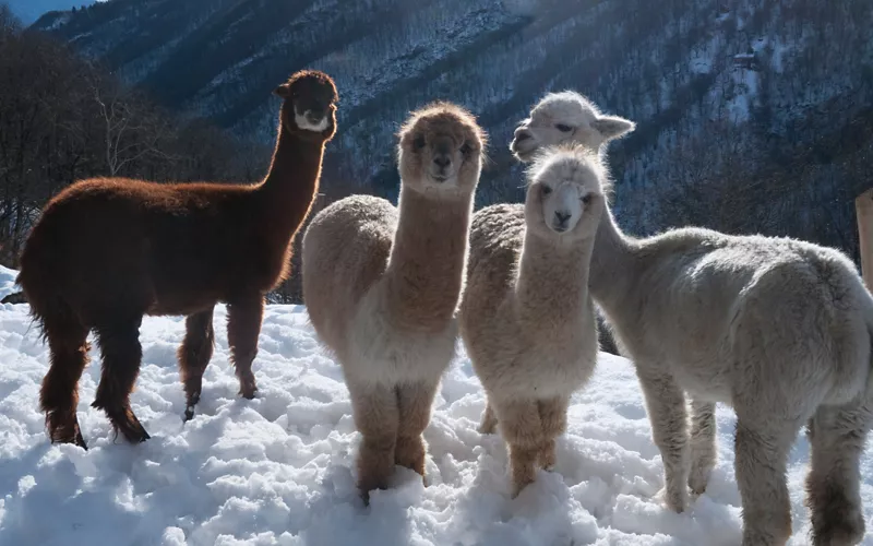 passeggiata alpaca piemonte