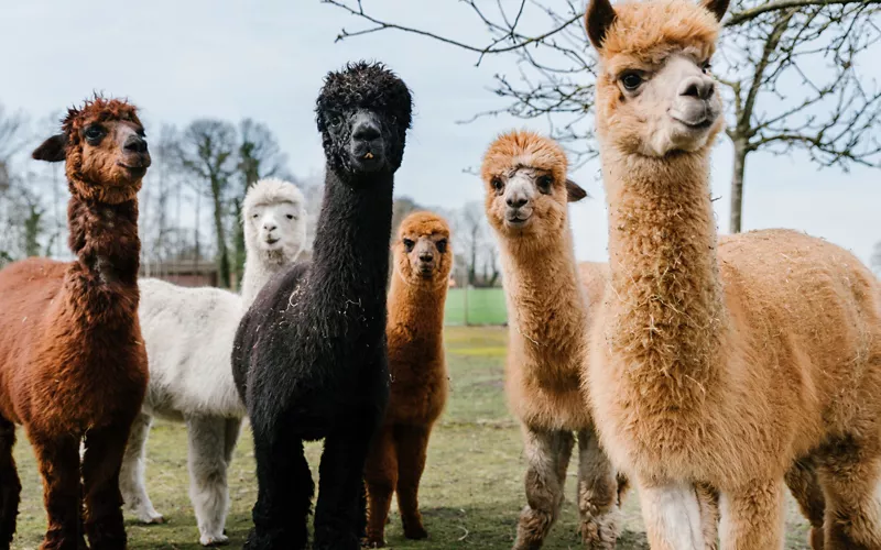 passeggiata alpaca toscana