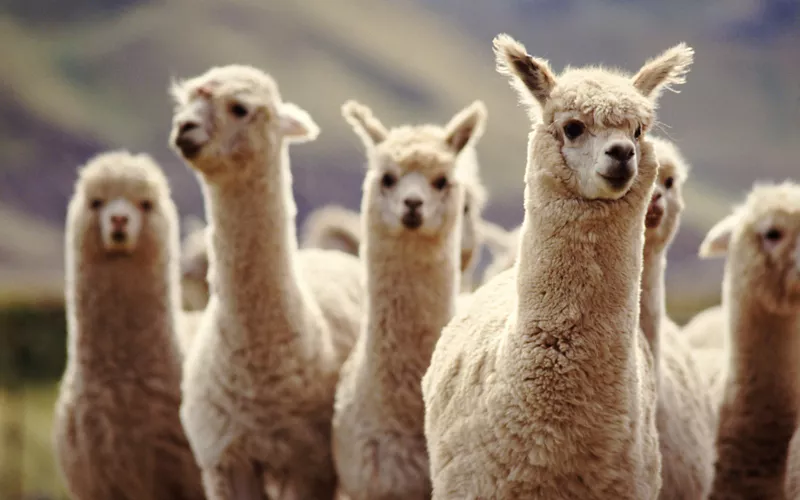 paseo alpaca veneto