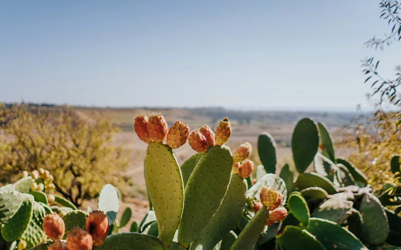 Sheep and prickly pears