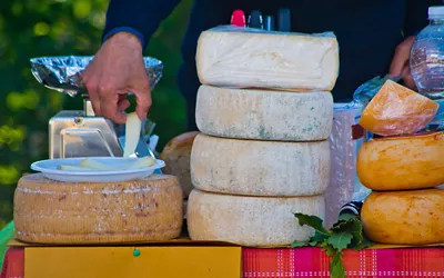 Ligurian sheep's milk cheese: stories of pastures, flocks and mountains