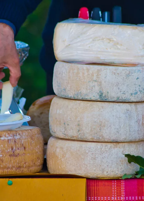 Ligurian sheep's milk cheese: stories of pastures, flocks and mountains