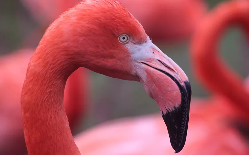 Y para terminar... un viaje al Parque Zoológico