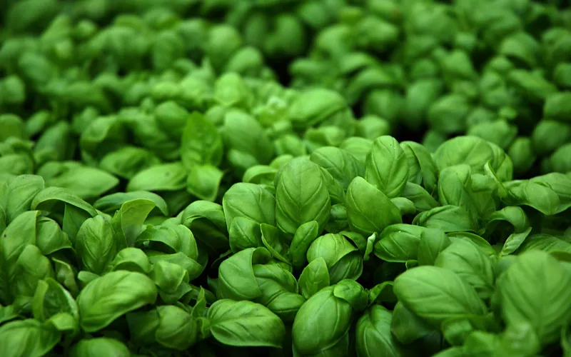 Pesto insieme: lezioni di cucina all’Antica Locanda Luigina