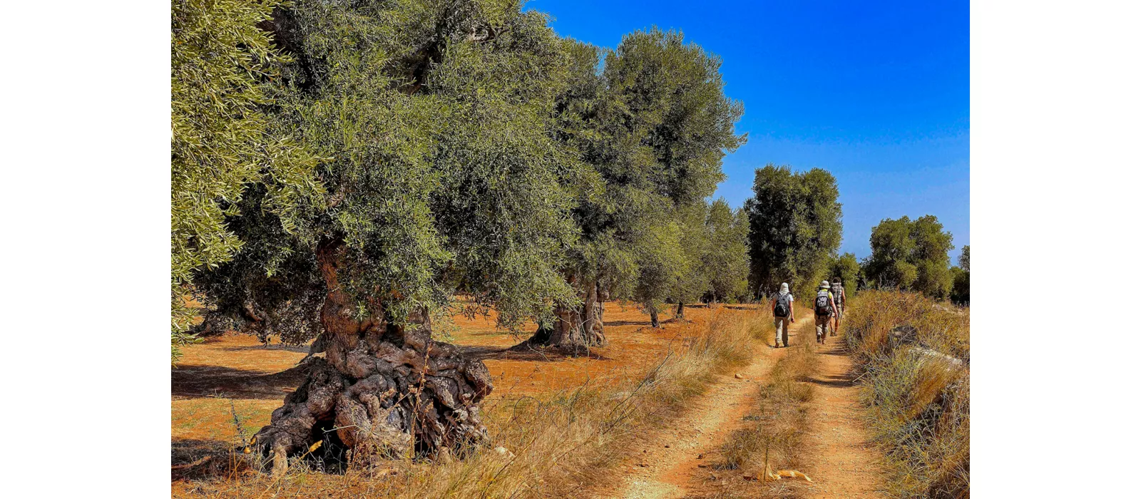 Die Ebene der Olivenbäume in Apulien: über tausendjährige Bäume und historische Zeugnisse