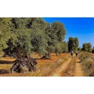 A Planície das Oliveiras na Apúlia: árvores milenares e testemunhos históricos