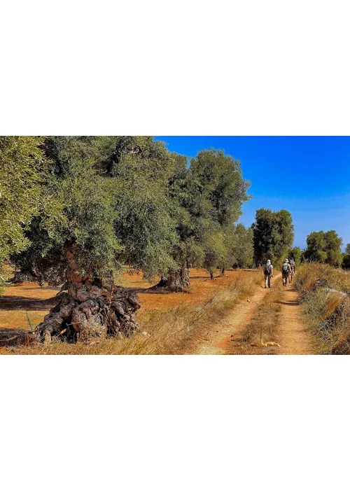 The Plain of Olives in Puglia: thousand-year-old trees and historical evidence