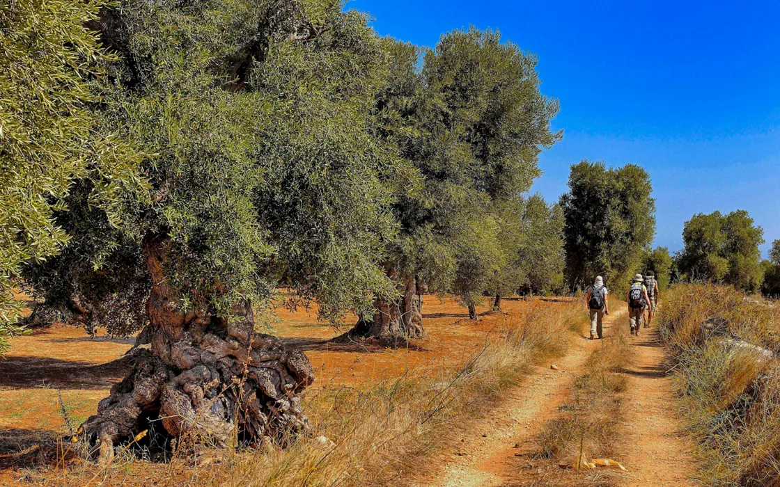La piana degli Ulivi in Puglia: alberi millenari e testimonianze storiche