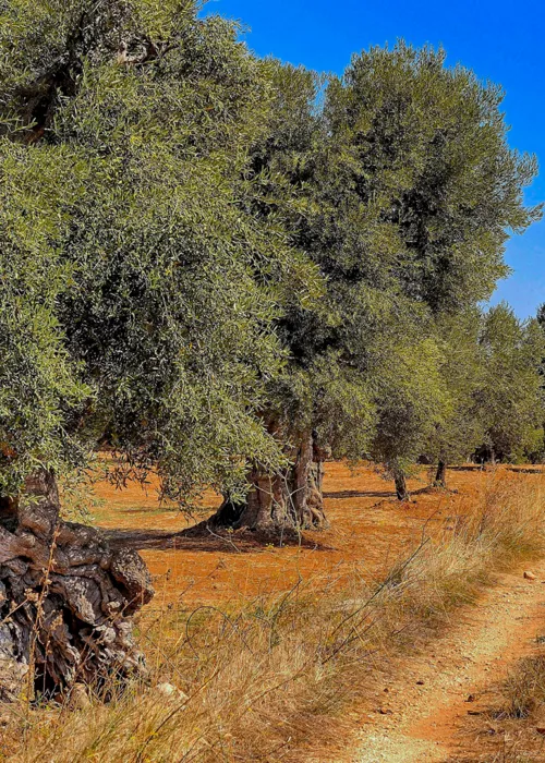 La Piana degli Ulivi de Apulia: árboles milenarios y testimonios históricos