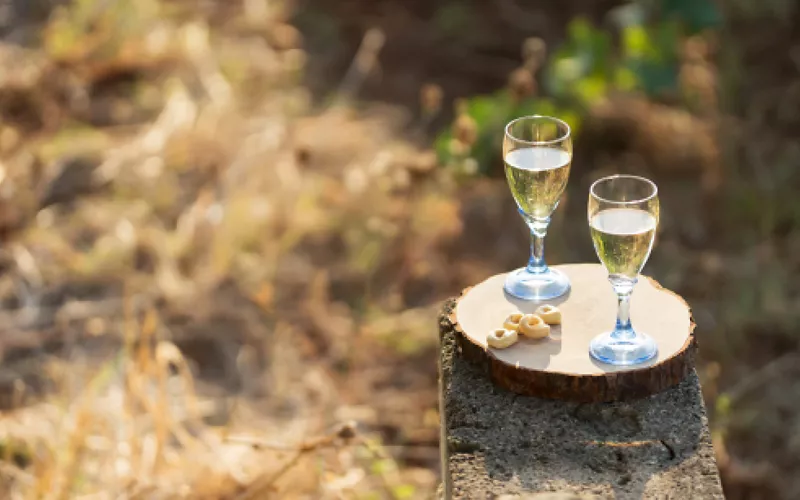 A picnic at a vineyard in Apulia