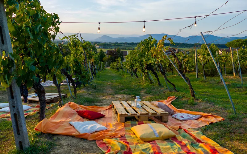 A picnic at a Tuscan vineyard