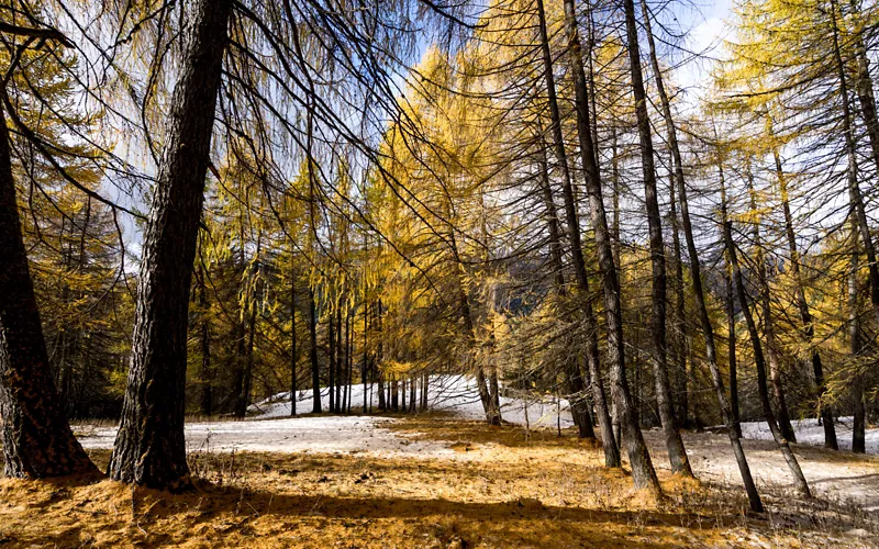 Piemonte Bike Park Sauze D'Oulx