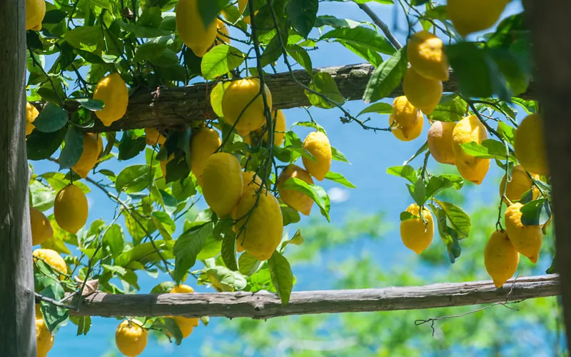 Los productos típicos de la Costa de Amalfi: 5 delicias para probar